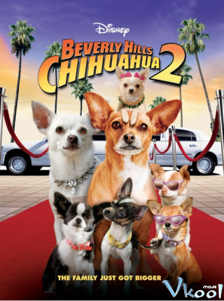 Những Chú Chó Chihuahua Ở Đồi Beverly 2