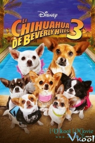 Những Chú Chó Chihuahua Ở Đồi Beverly 3